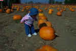 Farm_PumpkinWatch.jpg (88695 bytes)